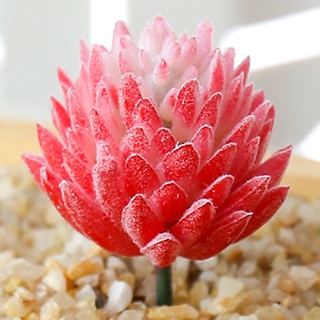 Artificial succulents, floristry, artificial flowers, plastic artificial plants