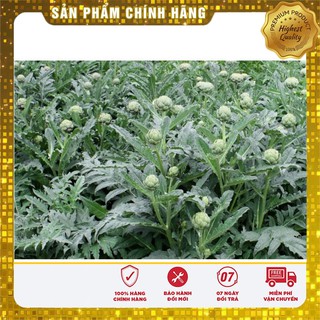 Hạt Giống ATISO Xanh vị thuốc quý