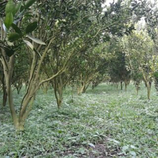 Phân bón vi lượng ĐỒNG CANXI