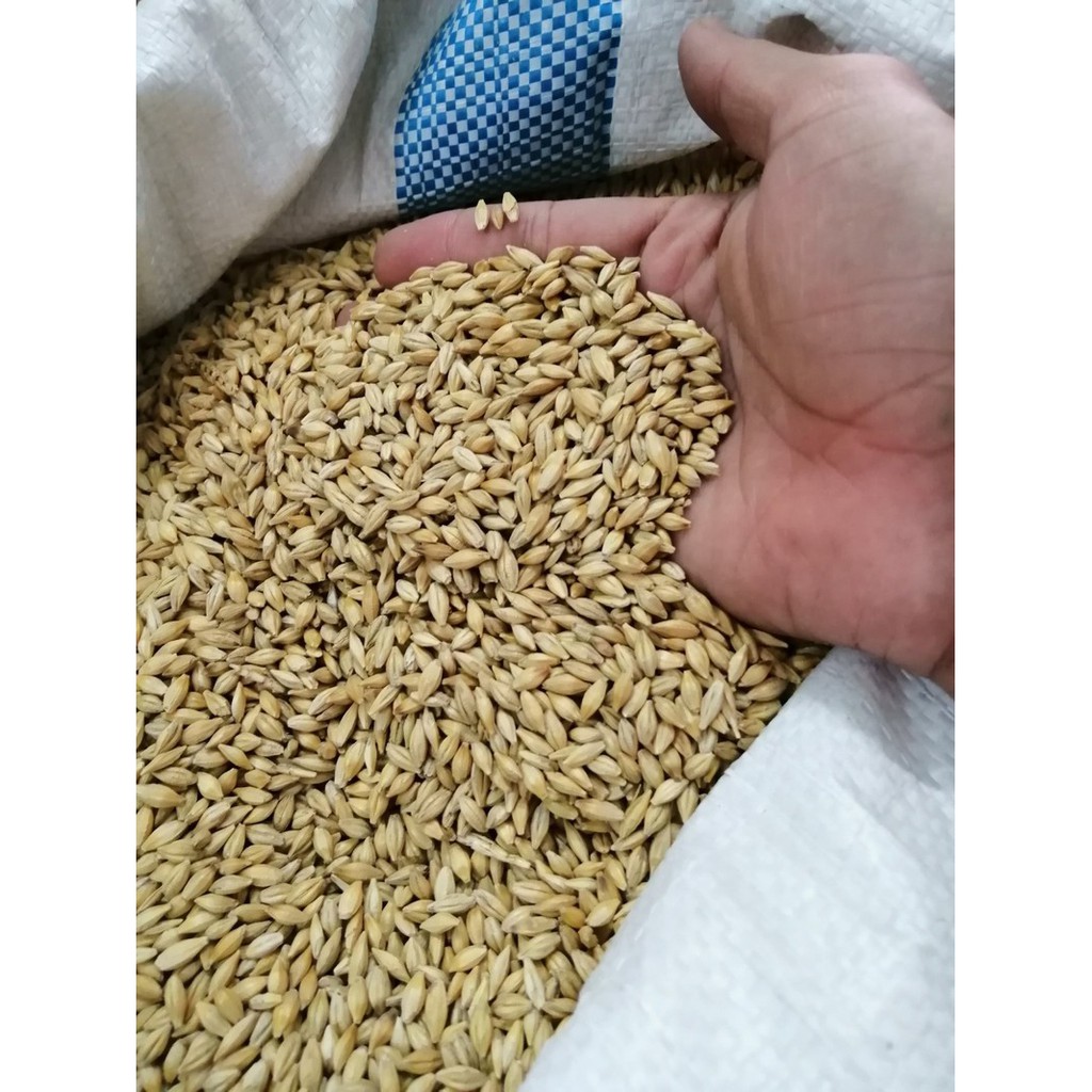 Lúa mạch  Úc 1KG