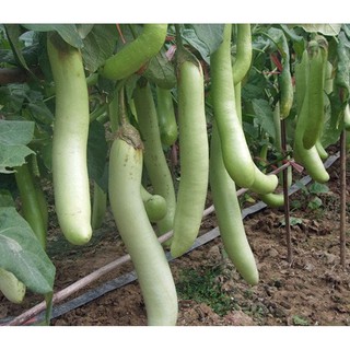 Hạt giống Cà xanh lai quả dài