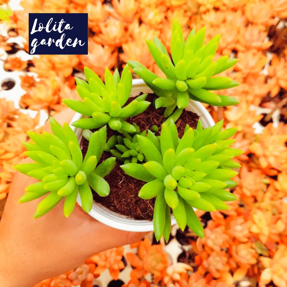 Sen đá chuỗi ngọc đứng Đà Lạt size trung bình cây cảnh trang trí nhà cửa Lolita garden