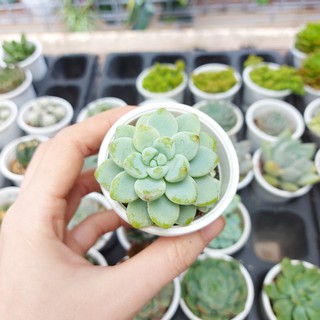 Sen đá sỏi thái