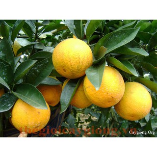 Cây giống cam valencia- v2 siêu ngon siêu quả- cam kêt giống chuẩn f1