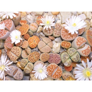 [SALE] Lithops - Sen mông siêu đáng yêu