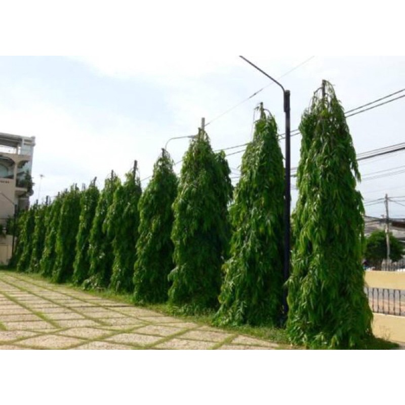 Cây Hoàng Nam - Tùng Ấn Độ (ảnh Thật), Boiboi.Organic, Cây Trong Bầu Đất, Rễ Mạnh