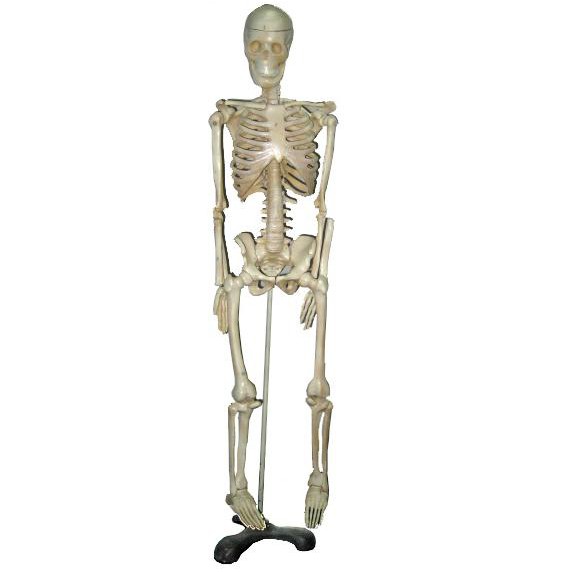 Mô hình bộ xương người 85cm
