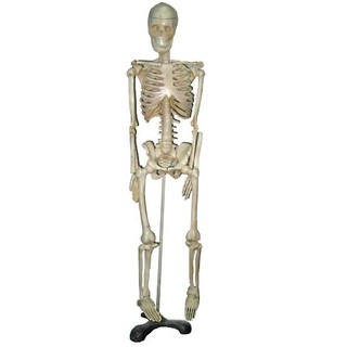 Mô hình bộ xương người 85cm