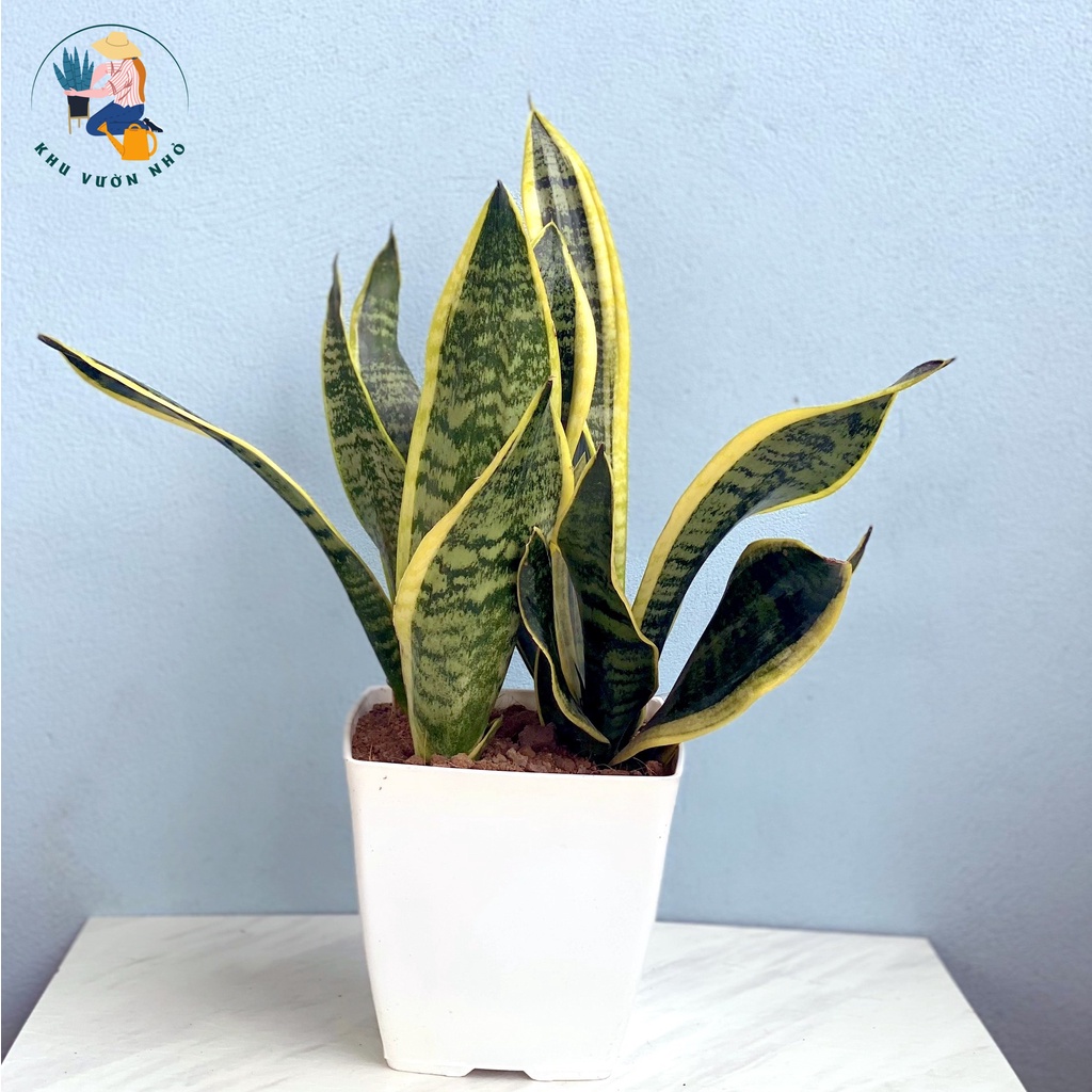 Cây lưỡi hổ lùn viền vàng cao 25 - 40cm