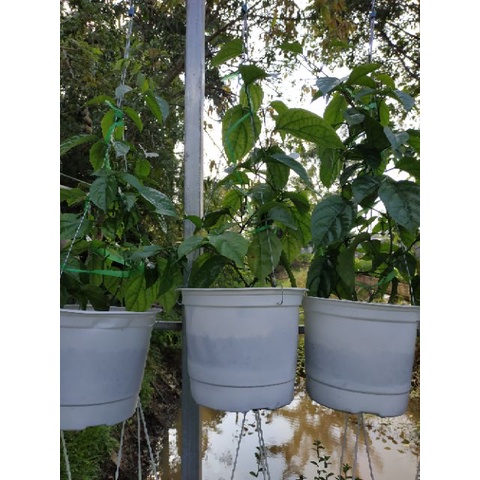 02 Cây giống Cây Lan Hoàng Dương Siêu Phẩm Leo Giàn sp9