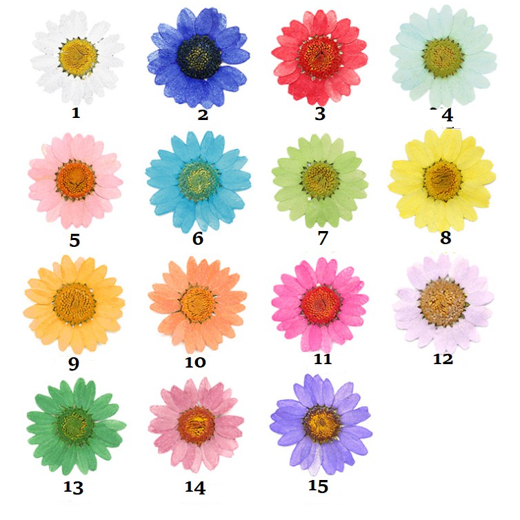 Vỉ 12 bông hoa cúc họa mi ép khô nhuộm nhiều màu cho các bạn trang trí vỏ điện thoại, đổ epoxy, trang trí DIY