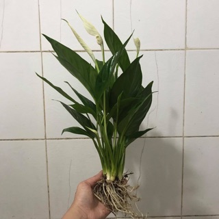 Cây Lan Ý để bàn | CÂY BẠCH MÔN
