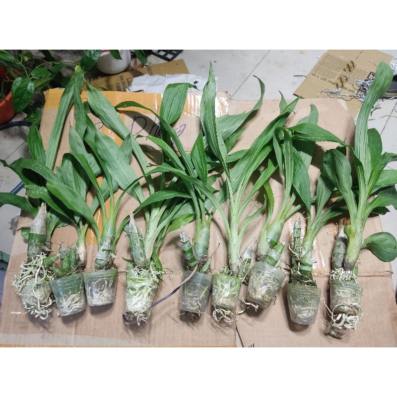Hoa lan thiên nga đủ màu