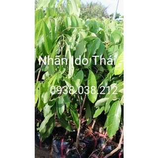 CÂY NHÃN IDO THÁI