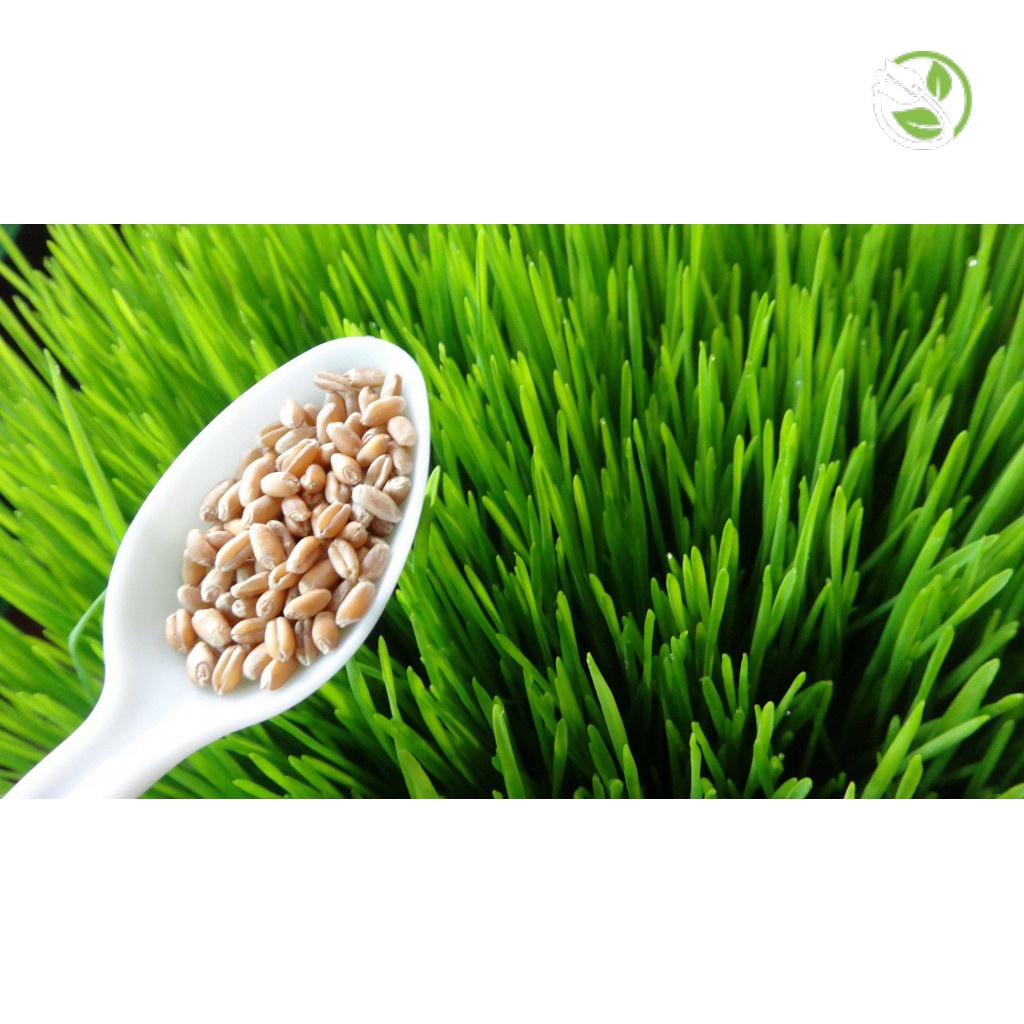 Hạt Giống Mầm Lúa Mạch Phú Nông - Gói 100g