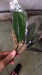 Lá lan hồ điệp