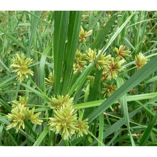 HELOSATE ( 1lít / chai ) - THUỐC DIỆT CỎ KHÔNG CHỌN LỌC