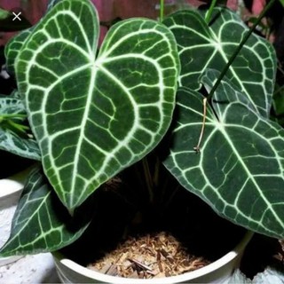 Kèn Clarinervium Anthorium
