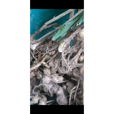 Củ gừng gió 1kg.