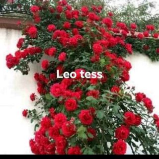 10 cây hoa hông leo 10 màu