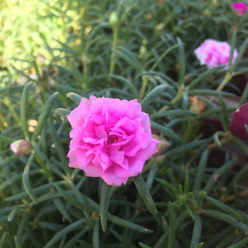 Cây hoa mười giờ thái mix màu trong bịch đen