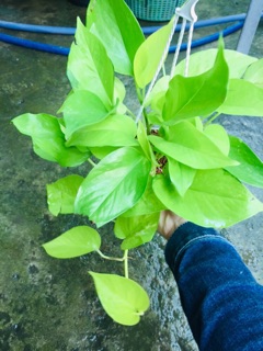 TRẦU BÀ THÁI VÀNG CHẬU TREO MINI