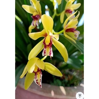 Cây giống lan kiếm Vị Hoàng