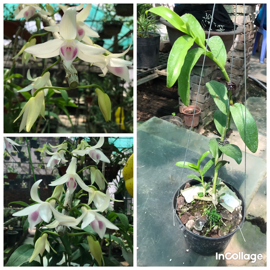 giò hoa lan phi điệp tím gái nhẩy