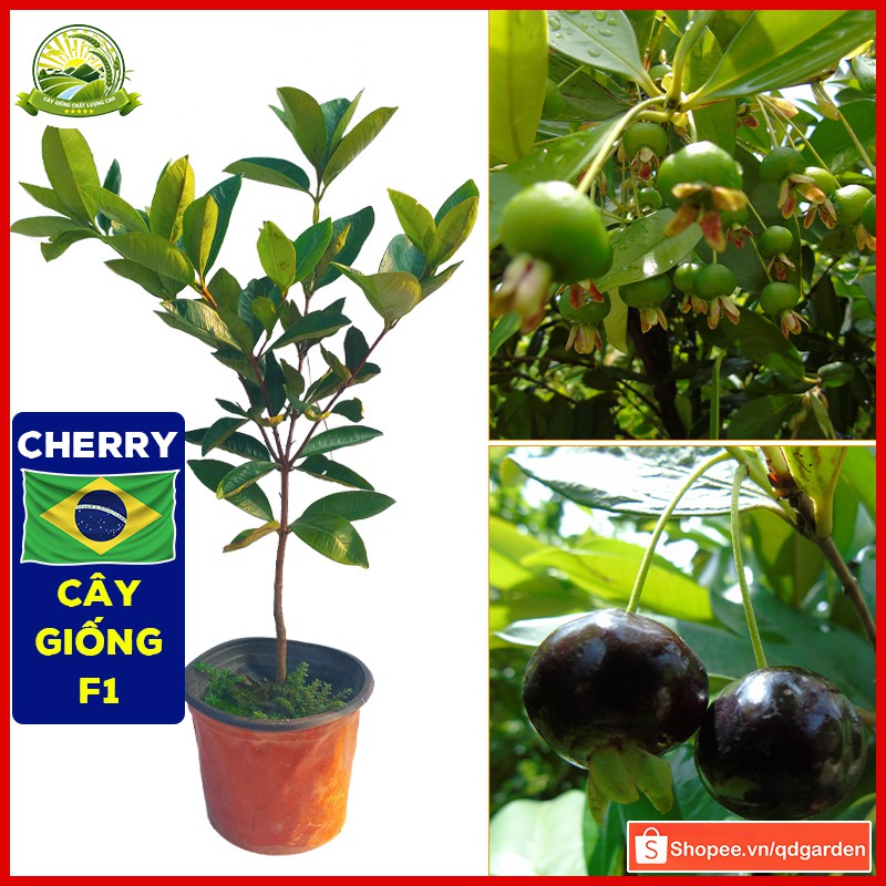 Combo 2 cây Cherry Brazil nhiệt đới - cây con giống khỏe dễ sống phù hợp các vùng miền khí hậu Việt Nam - QD33 (2)