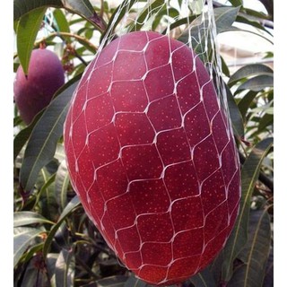 CÂY GIỐNG XOÀI ĐỎ - 6 THÁNG CHO QUẢ
