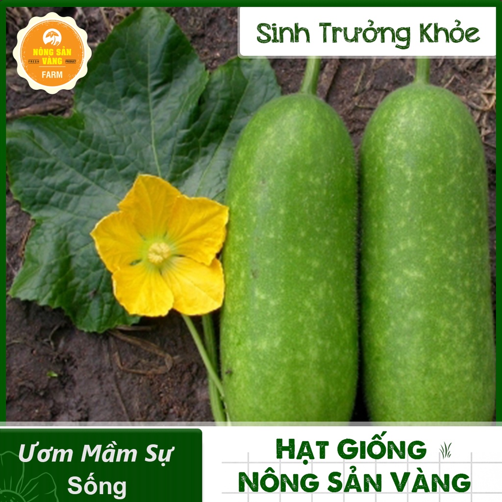 Hạt giống Bí Đao Chanh ( Gói 15 Hạt ) - Nông Sản Vàng