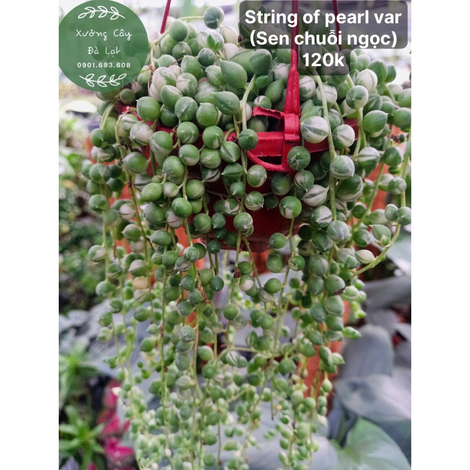 - Combo String of Heart Var và String of Pearls Var dễ trồng, dễ chăm sóc