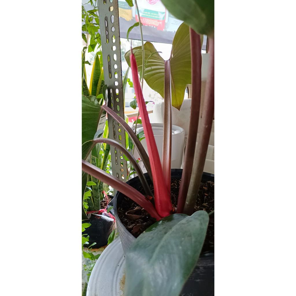cây trầu đế vương đỏ cây cao khoảng 40 50cm {hình thật} Philodendron Imperial Red