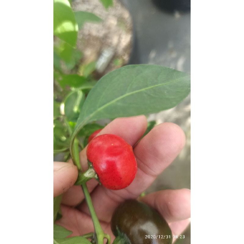 hạt ớt cherry ( ớt anh đào)