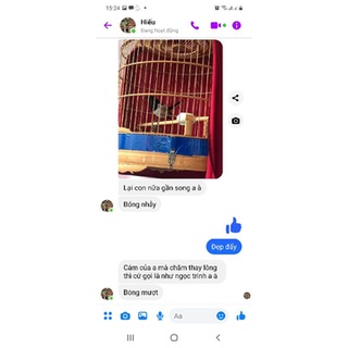 Cám chim chích chòe Hoàng Đại Ca