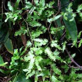 Bòng Bong (Hải Kim Sa) Khô sp9