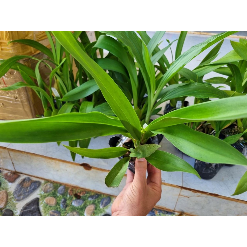 phong lan vũ nữ tuyết ngọc hàng đài loan trưởng thành sắp ra hoa