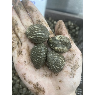 sò huyết tự nhiên