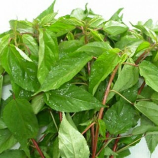 Gói 20g hạt giống Rau Đay Đỏ ST