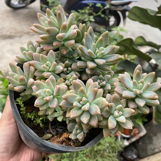 SEN ĐÁ PHA LÊ LỚN 15-18CM