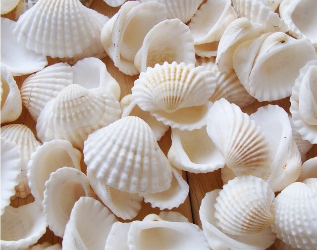 Vỏ sò trắng trang trí