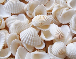 Vỏ sò trắng trang trí (10 miếng)