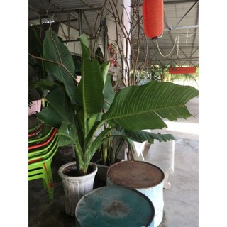 đại phú gia cây con