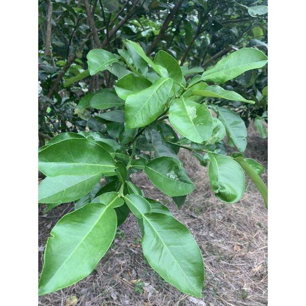 1kg lá bưởi khô giải cảm gội đầu mượt tóc.