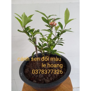 cánh sen đổi màu (cây giống)