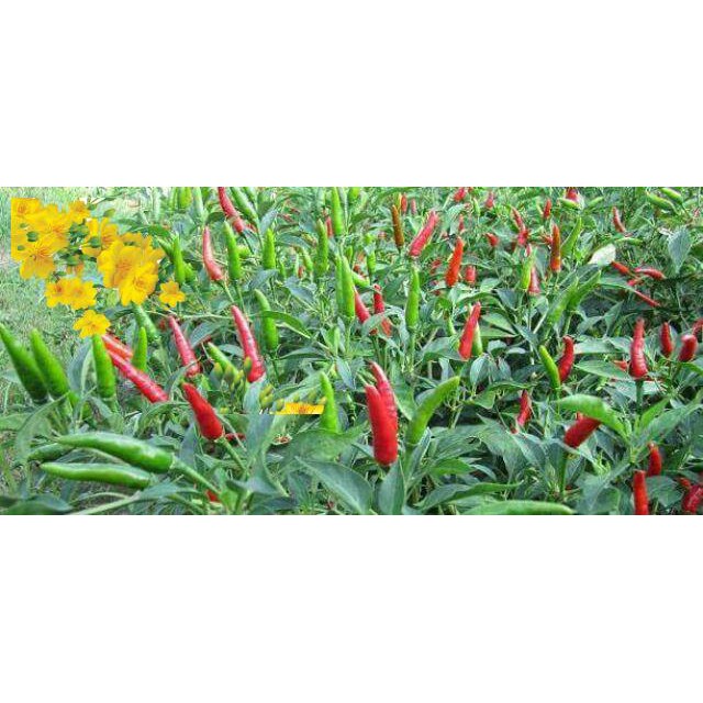 [1B]-Bánh tráng ớt tắc tây ninh trọng nghĩa | BigBuy360 - bigbuy360.vn