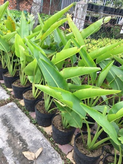 Chuối rẻ quạt ( chuối cọ )