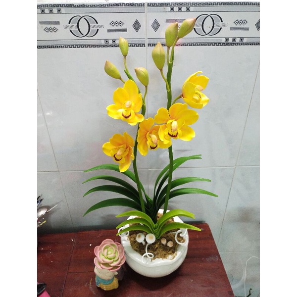 Hoa địa lan đất sét