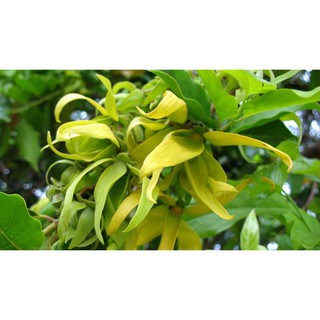 BẦU CÂY GIỐNG HOA DẺ THƠM + Tặng 01 cây dâu da đất( bòn bon)