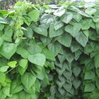 Hạt giống sương sâm lông hạt giống thế giới chuẩn f1